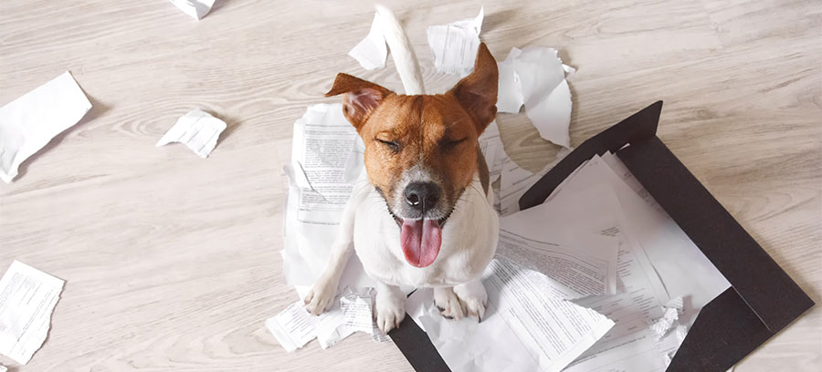 Portafoglio di carta mangiato dal cane