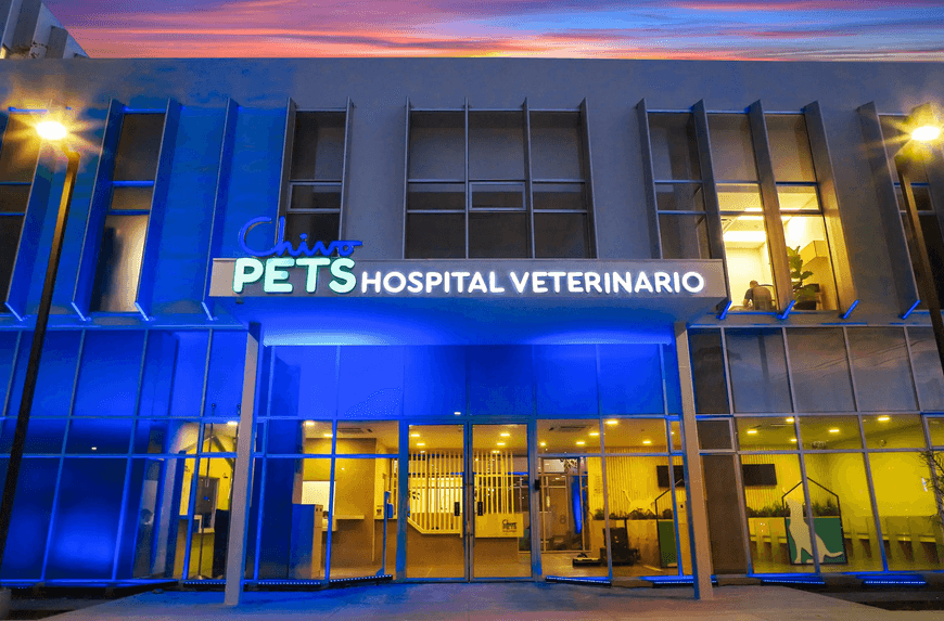 Больница для домашних животных Чиво, финансируемая биткойнами