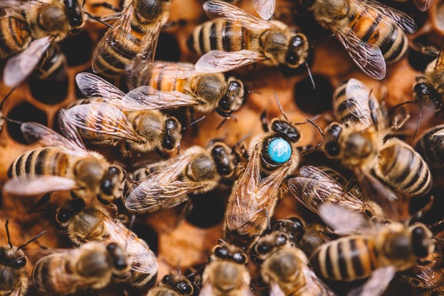 mézelő méhek