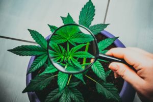 Krankheitserreger der Cannabispflanze