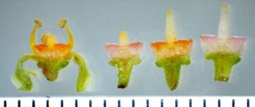Colour of flower oscillates with time to improve pollination