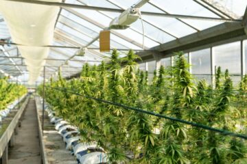 Cookies will be Grown in Canada by Pure Sunfarms