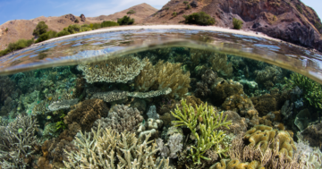 COP15: Er dette 'Paris-aftalen for naturen'?