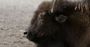 Deepening the Impact of the Buffalo’s Return to the Fort Peck Reservation 
