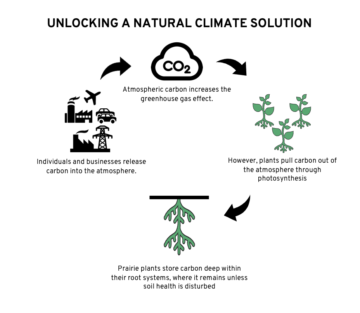 Wie die Kohlenstoffspeicherung im Boden funktioniert