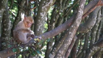 Wie Bäume Tieren zugute kommen und die Biodiversität fördern