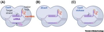 Απεικόνιση του αδιανόητου: αξιοποίηση παραγωγής σήματος του CRISPR-Cas για απεικόνιση ευαίσθητου γονιδιώματος