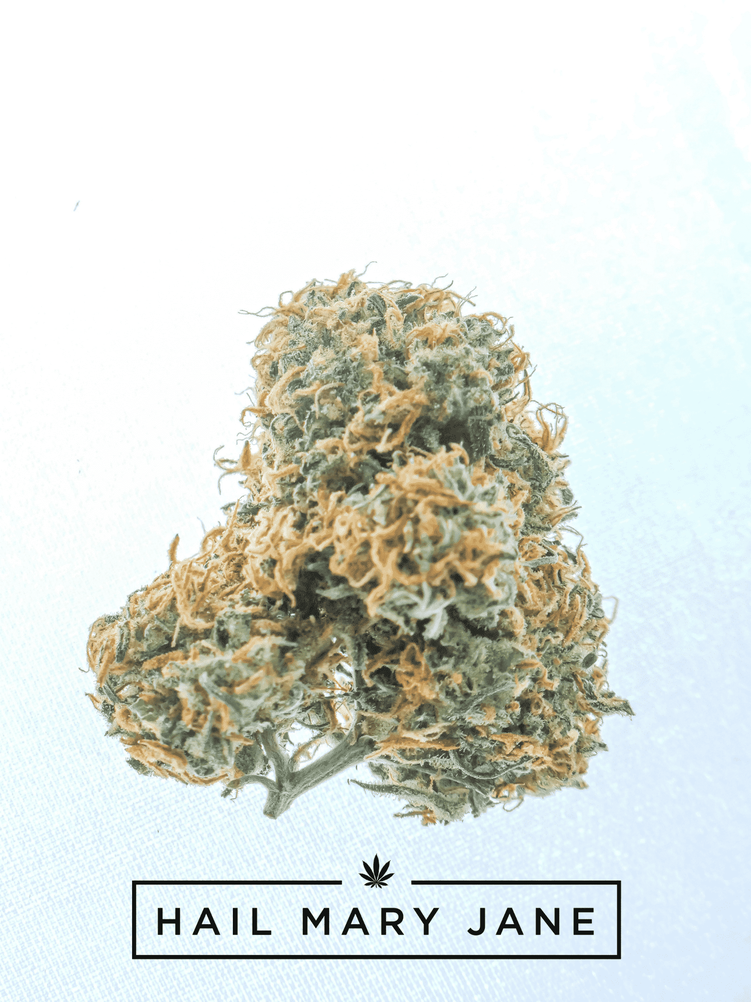 Lion’s Mane Strain – All You Need To Know