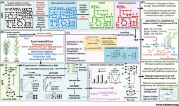 Millet-inspired systems metabolic engineering of NUE in crops