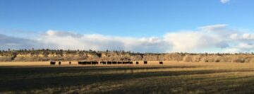 Native’s Northern Great Plains Regenerative Grazing Project Achieves Validation