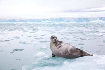 Jääkarhut ja ilmastonmuutos: mitä tiede sanoo?