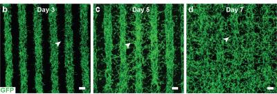 内皮 - 周皮細胞 - 線維芽細胞混合物の印刷された行を横切る血管の成長
