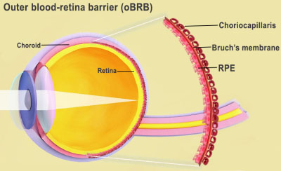 外側の血液網膜関門は、網膜と脈絡膜の境界面です