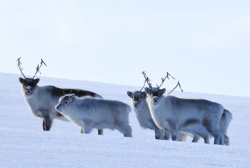 Rudolf selviytyy ilmastonmuutoksesta pelättyä paremmin – toistaiseksi