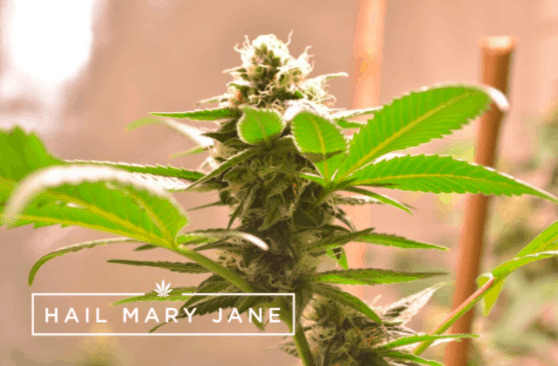Star Tribe Strain – All You Need To Know