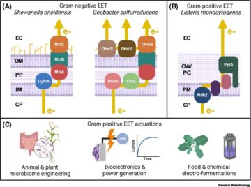 Tapping the potential of Gram-positive bacteria for bioelectrochemical applications