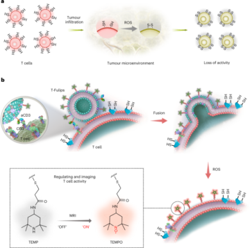 Targeting dell'attività delle cellule T mediante regolazione redox della superficie della membrana per la teranostica del cancro