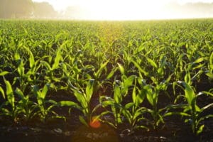 Основи інвестування сільськогосподарських угідь