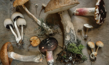6 jamur paling sehat dan efeknya