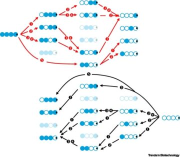 Ajustando a estrutura química da quitosana para funções biológicas aprimoradas