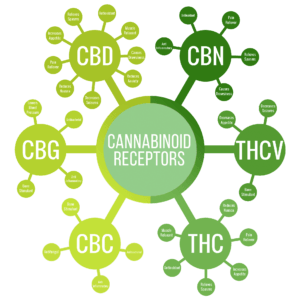Cây gì tạo ra Cannabinoids?