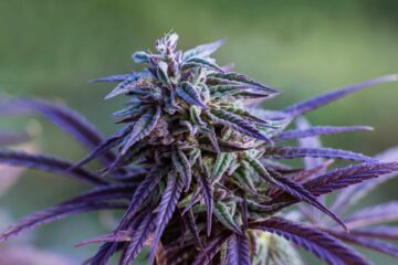 Jaarlijkse verkoop van cannabis in de staat Washington daalt met $ 120 miljoen