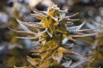 El primer dispensario de marihuana podría llegar al oeste del condado de Washtenaw