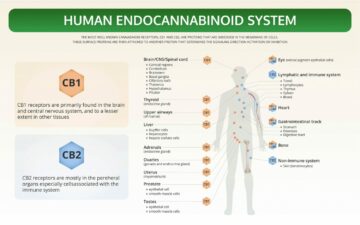 5 asja, mida endokannabinoidsüsteemi kohta teada