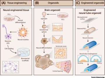 Avanzamento della progettazione di organoidi attraverso la co-emergenza, l'assemblaggio e la bioingegneria
