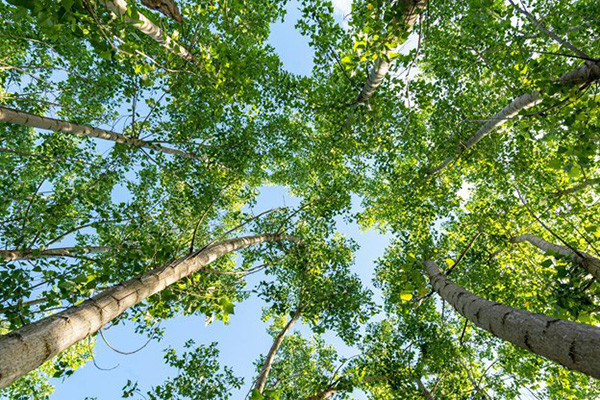 Czyste powietrze zapewnia wzrost drzew i dzikich zwierząt