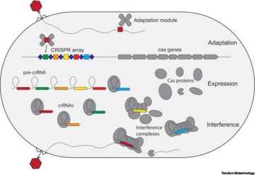 Ansätze für das Bakteriophagen-Genom-Engineering