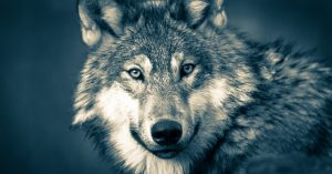Blue Wolf verstärkt Partnerteam mit Beförderung von 2022-Neuzugang Marjancik