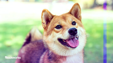 BONK: Solanas eigene Hundemünze entfacht Freude für die verwitterte Community