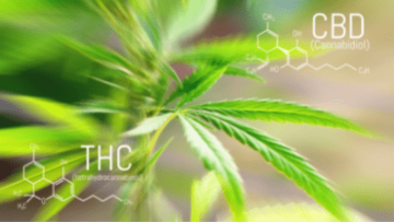 CBD and THC Crossword – Do you know the difference?