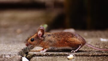 Lập trình lại tế bào kéo dài tuổi thọ ở chuột, công ty khởi nghiệp tuổi thọ cho biết