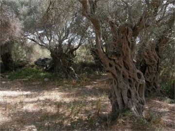 Klimaendringer kan gjøre deler av Libanon "for varme" for å produsere olivenolje