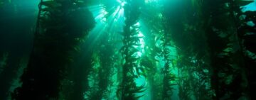 Σύννεφα & Kelp: Δύο όψεις του αγώνα για την αντιμετώπιση της κλιματικής αλλαγής