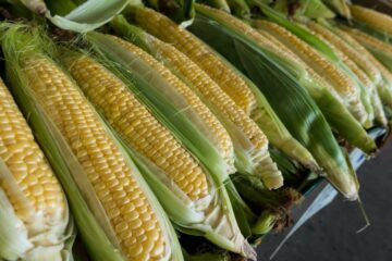 Biedingen voor maïsschepen dalen