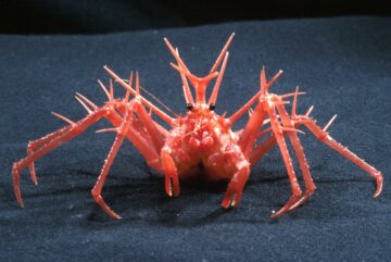 Krabben zijn vijf verschillende keren geëvolueerd - waarom blijven dezelfde vormen in de natuur verschijnen?