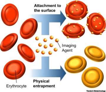 Design of erythrocyte-derived carriers for bioimaging applications