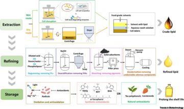 Processamento downstream econômico de ácidos graxos poliinsaturados microbianos
