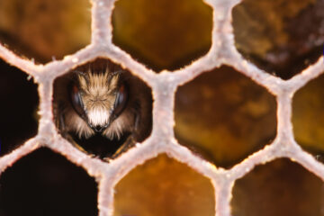 Hive Ransomware Gang verliert seine Honeycomb, dank DoJ