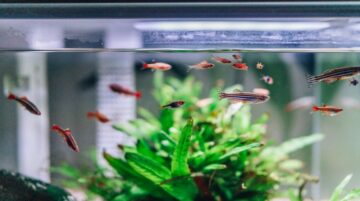 Home Aquarium Ideas Perfect for your House or Apartment