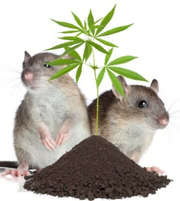 Как не дать крысам и мышам попасть на ваши растения каннабиса
