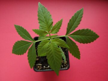 Ilocos 警察铲除价值 P4.7 M 的大麻植物 – 马尼拉公报