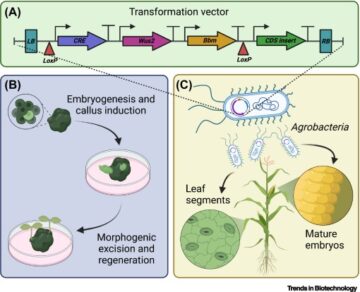 Improving crop genetic transformation to feed the world