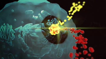 在细胞的核心：对基于纳米技术的药物利用的新见解