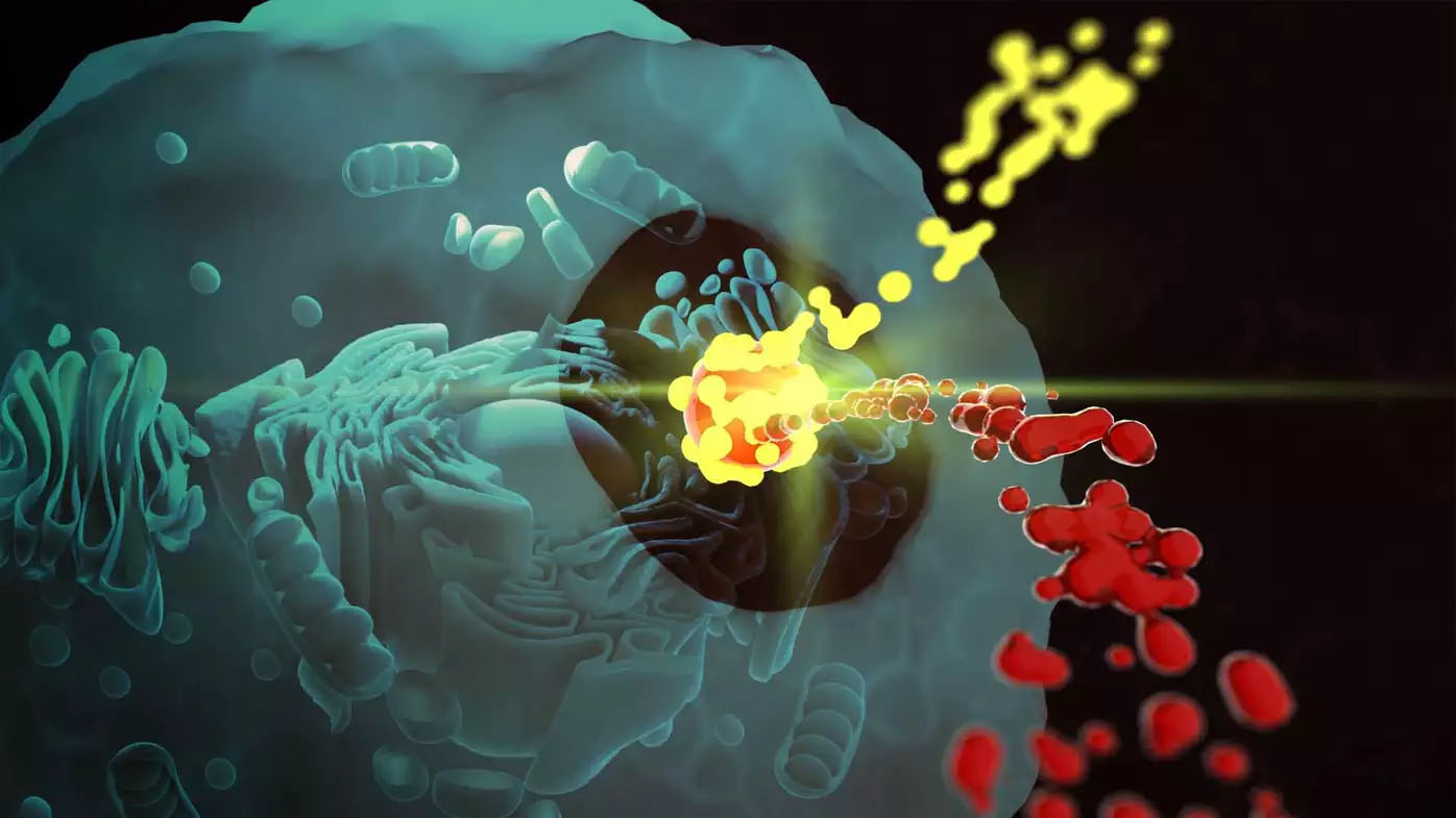 I kjernen av cellen: Ny innsikt i bruken av nanoteknologibaserte legemidler