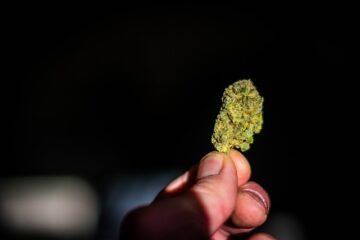 Er lovlig marihuana så harmløs, som forsvarere siger?