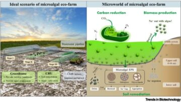 Mikroalgen: eine Revolution für die Sanierung salzbelasteter Böden